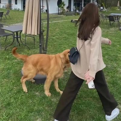 七彩狗